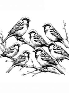 veréb színező_0039