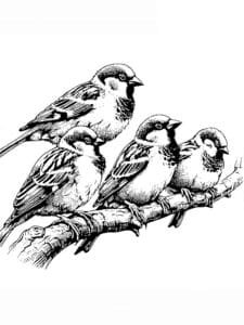 veréb színező_0040