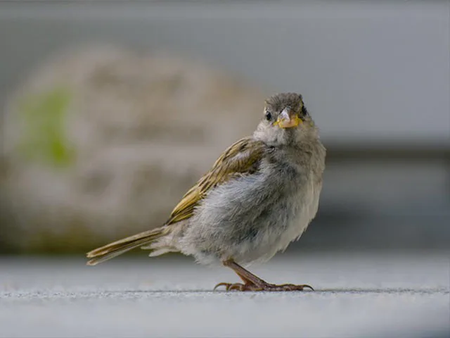 veréb tojó néz szemből