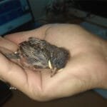 veréb fióka 10 naposan kézben tartva etetés előtt