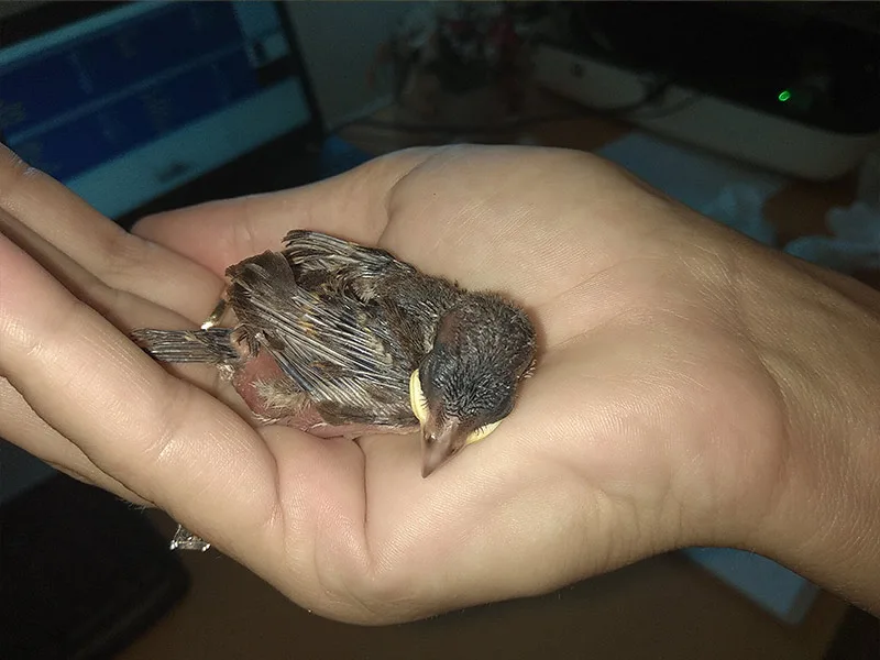 verébfióka gondozása hatodik nap