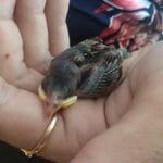 veréb fióka 8 naposan kézben tollasodás kezdetével