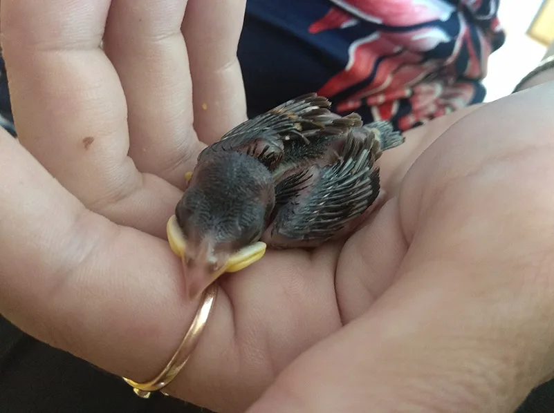 verébfióka gondozása negyedik nap