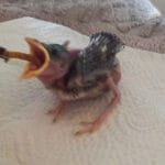 veréb fióka etetése 9 naposan csipesszel