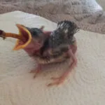 veréb fióka etetése 9 naposan csipesszel