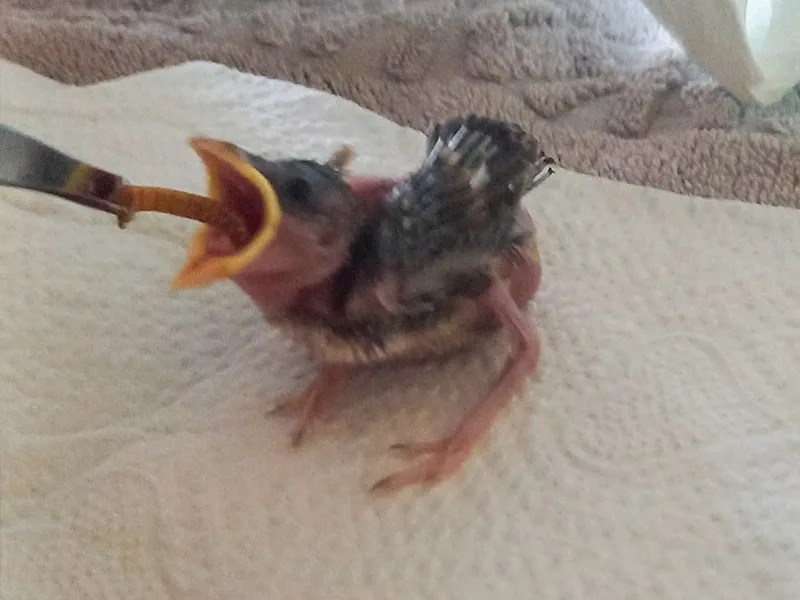 verébfióka gondozása ötödik nap