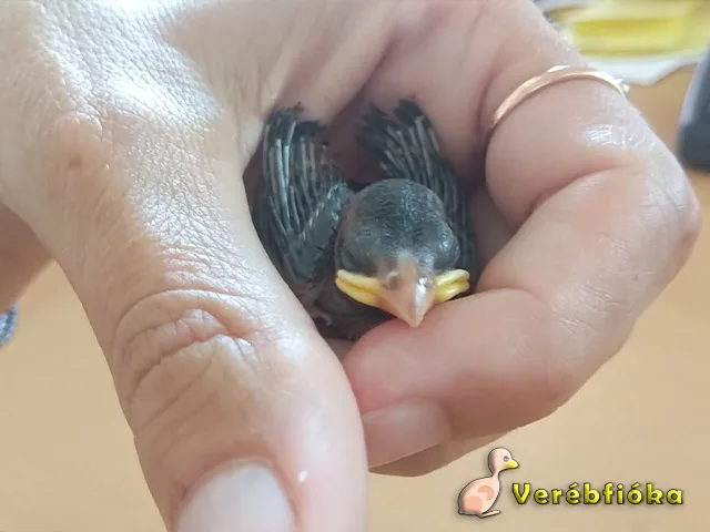 verébfióka kézben biztonságos tartás közben