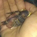 verébfióka gondozása 3. napon