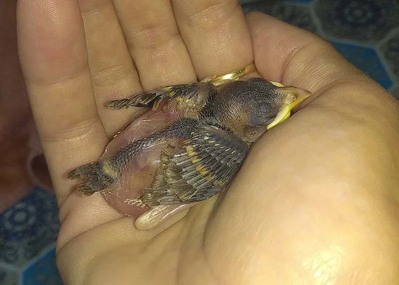 verébfióka gondozása 3. napon